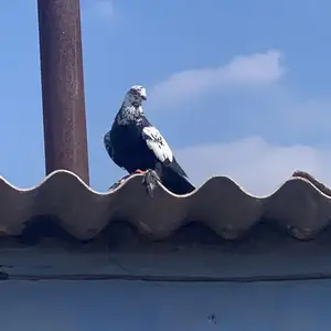 Кафтар, Кабодиён