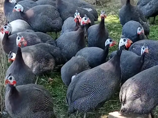 Тухми Сасарка, Гиссар