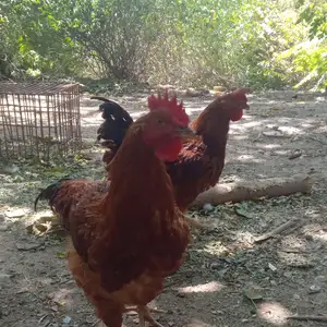 Хурузи ломан браун, Душанбе
