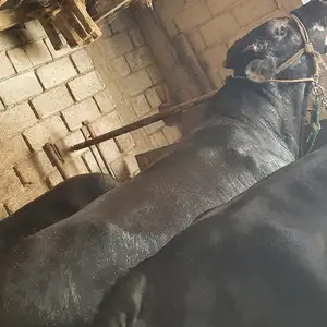 Бука, Худжанд