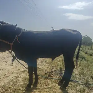 Букача, Душанбе