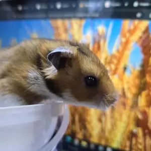 Сирийские хомяки, Душанбе