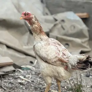 Дакан мокиён, Душанбе