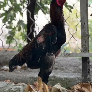 Хурус, Душанбе