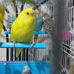 Попугай, Душанбе