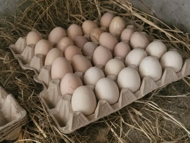 Тухми брама, Душанбе