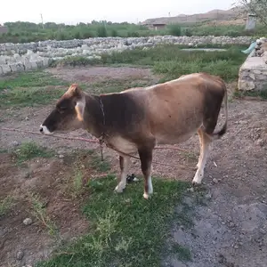 Гов, Абдурахмони Джоми