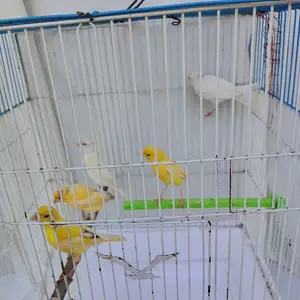 Канарейка, Худжанд