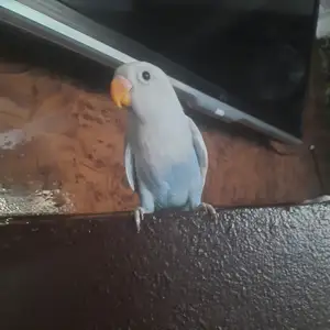 Попугай, Душанбе