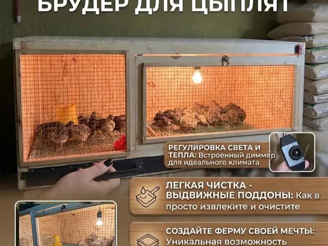 Брудер для цыплят, Душанбе