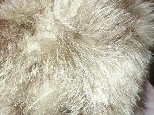 Меховая зимняя шапка из песца, Душанбе