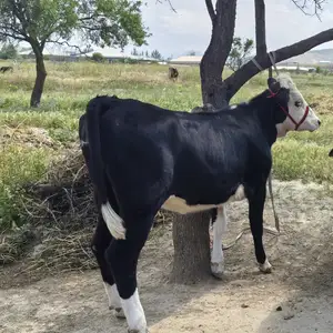 Гуночин, Деваштич (Ганчи)