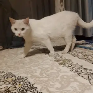 Кошка, Душанбе