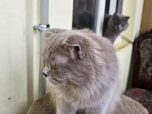 Шотландский длинношерстый вислоухий котик, Душанбе - 5