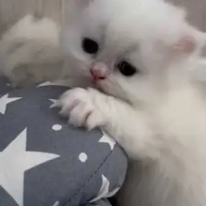 Котята, Душанбе