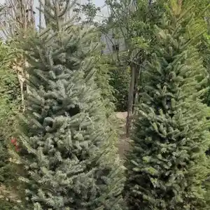Ель голубая, Душанбе