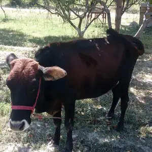 Гов, Худжанд
