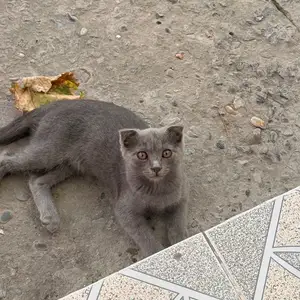Котята, Бохтар (Курган-Тюбе)