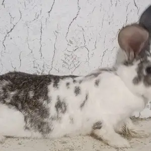 Харгуш мода 9км, Душанбе