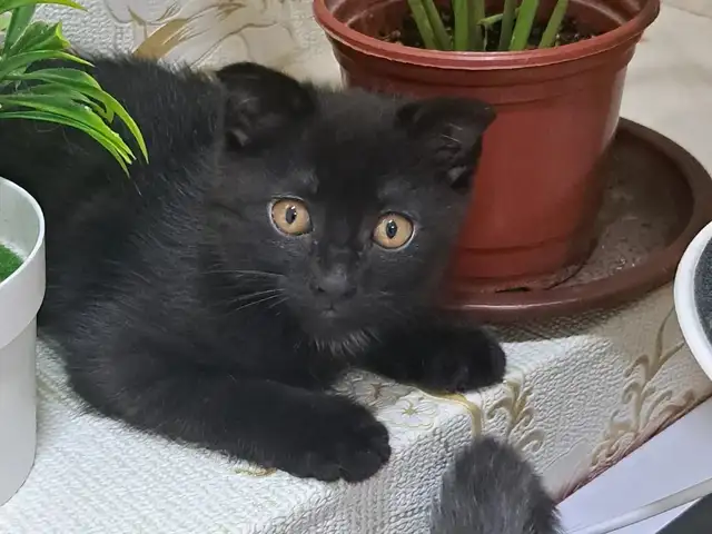 Вислаухая кошка три месяца в хороший руки, Душанбе