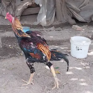 Мургхо, Душанбе