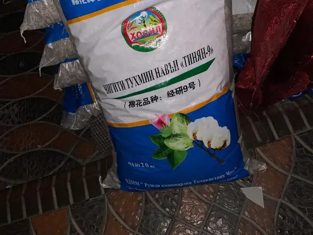 Чигит тухмӣ, Душанбе