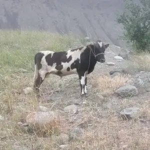 Бука, Горная Матча