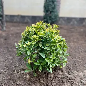 Золотой лигустер, Душанбе