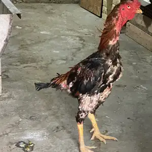 Чучахо, Худжанд