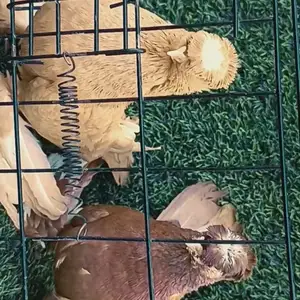 Голубь, Яван