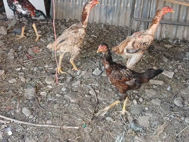 Дакан мокиён, Турсунзаде