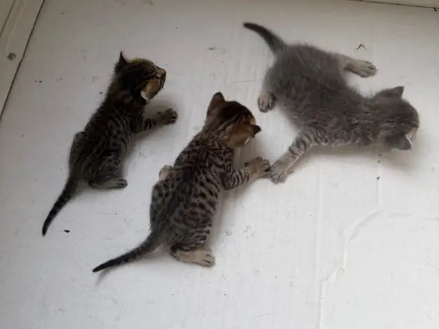 Котята даром, Душанбе