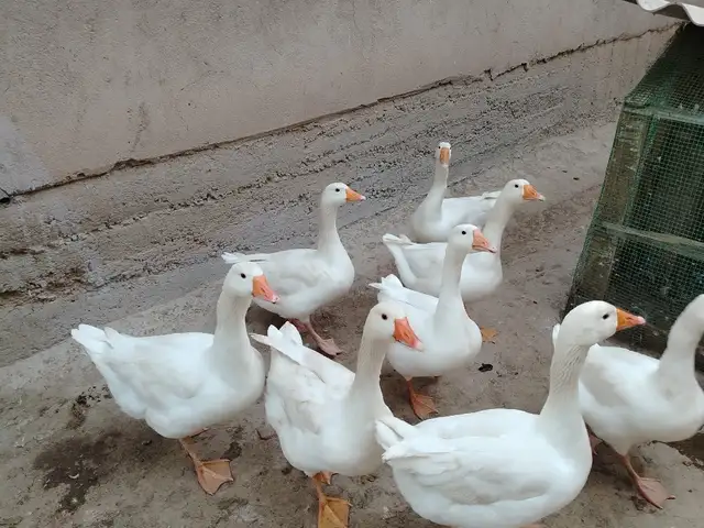 Ғоз, Шаҳринав
