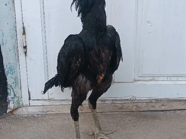 Мурги дакан, Хуҷанд