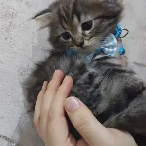 Шотландский вислоухий котенок, Худжанд