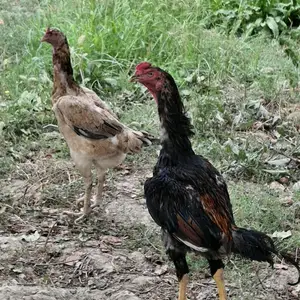 Хурус, Душанбе