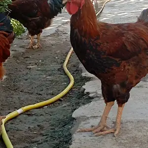 Хуруси ломан, Худжанд