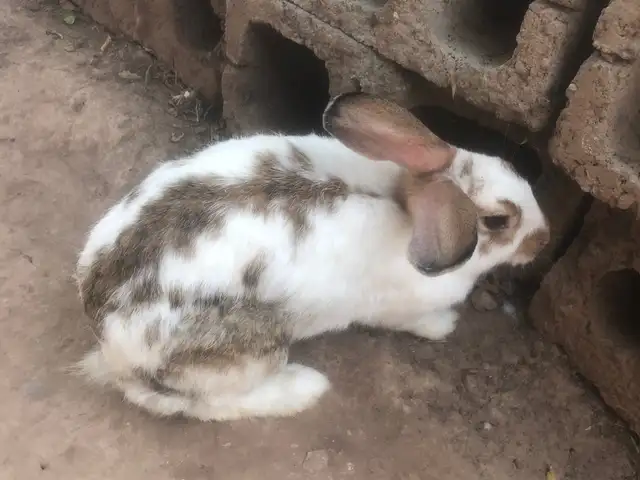 Кролик, Яван