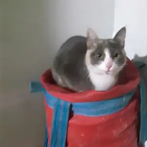 Пропала кошка, Хуҷанд