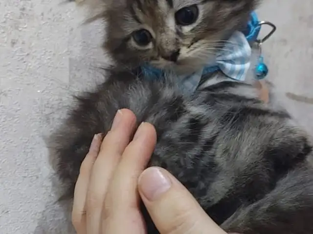 Шотландский вислоухий котенок, Худжанд