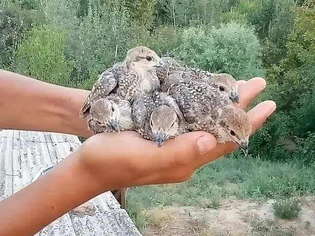 Чуча кабкхои дулан, Душанбе