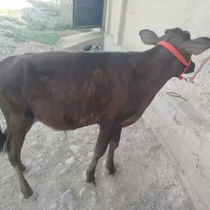 Букача, Душанбе