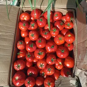 Помидор, Деваштич (Ганчи)