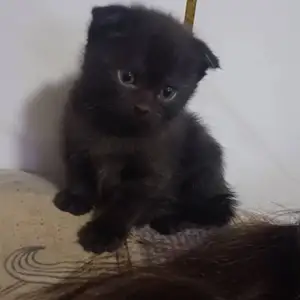 Шоколадные котята, Душанбе