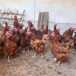 Мургхои Ломан браун, Джалолиддин Балхи (Руми)