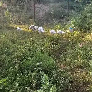 Индюк, Фархор