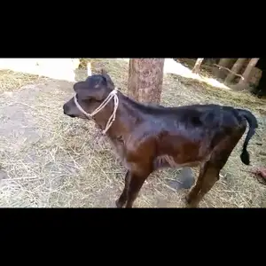 Гов, Турсунзаде