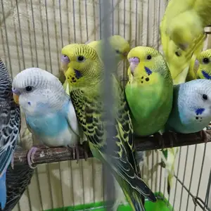 Попугай, Худжанд