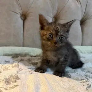 Шотландский котенок, Душанбе
