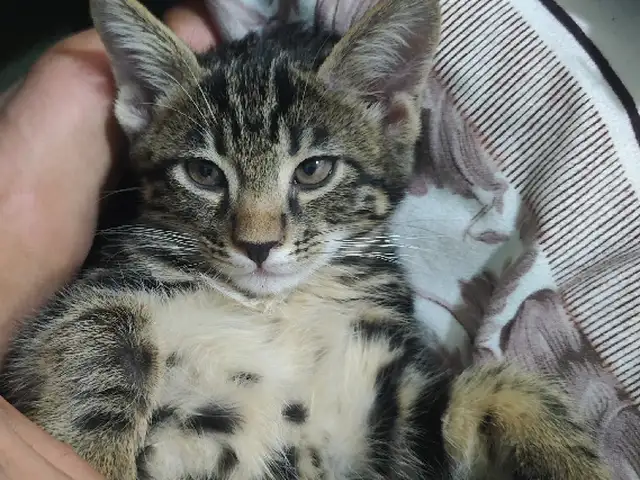 Котята даром, Душанбе